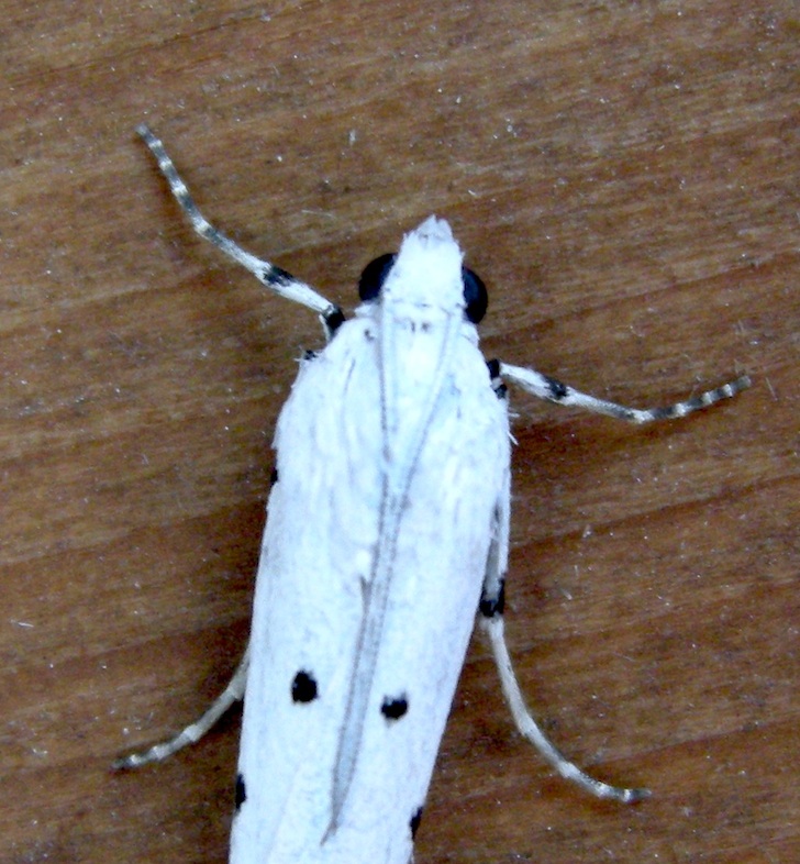 Crambidae: Calamotropha paludella f. nivella